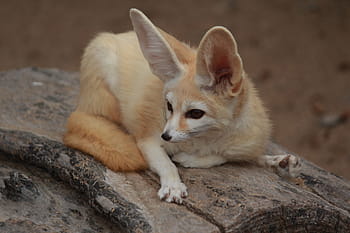 brown, white, big, ears animal, woo, Desert Fox, Animal, Cute, pets, one animal, animal themes