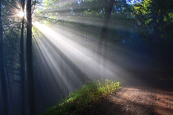 zelená, listoval, stromy, hnědý, cesta, během dne, sluneční paprsek, herbstnebel, podzimní les, slunečního světla, les