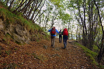 escursione, foresta, autunno, pista, montagna, camminando con bastoni, il percorso europeo, e5, Lessinia, Italia