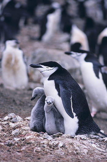 selective, focus photography, black, white, penguin, two, young, penguins, standing, ground, selective focus
