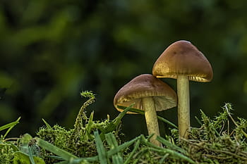 mushroom, small mushroom, lamellar, mini mushroom, mushroom group