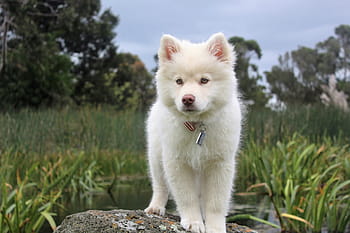 white, siberian, husky, puppy, standing, rock, nature, dog, cute, animal, pet