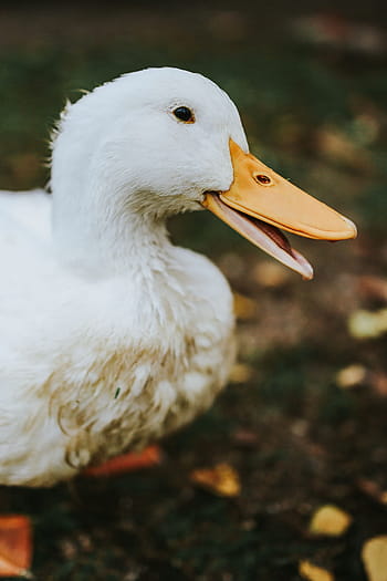 アヒル、 草、 白、 鳥、 葉、 動物、 自然、 アウトドア、 くちばし、 湖、 羽毛