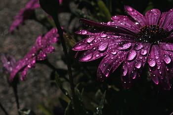purple, flowers, water, drops, rain, flower, purple flower, nature, flower garden, garden, summer