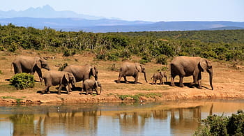 group, elephants, walking, body, water, daytime, elephant, herd of elephants, african bush elephant, africa, wilderness