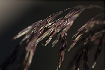 selettivo, fotografia a fuoco, Marrone, leafed, pianta, vicino, foto, viola, foglia, le foglie, buio