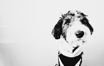 long-coated, white, black, dog painting close-up photo, dog, puppy, animal, black and white, monochrome, fur, cute