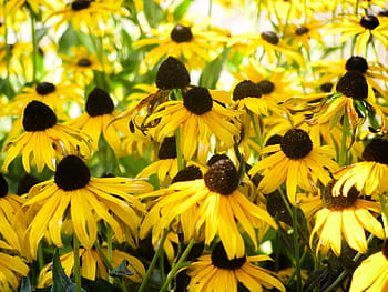 depth photography, sunflowers, black, eyed, susan, flowers, bloom, close, yellow, garden, nature