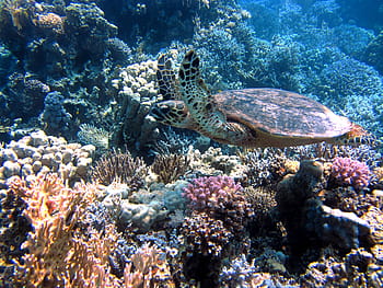 sea turtle, ocean, turtle, sea, meeresbewohner, underwater, red sea, coral, diving, tortoise, reef