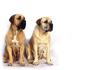 adult fawn english mastiff, sits, together, bordeaux, mastiff, dog, animal, white, de, mastiffs, french