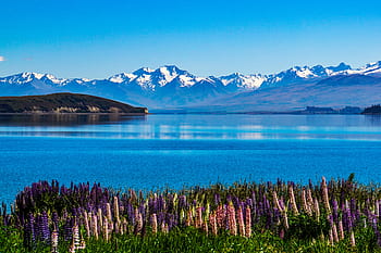 new zealand, south, island, tekapo, lake, water, blue, clear, lupine, flower, spring