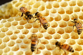 close-up photo, honeybees, honeycomb, bees, building honeycomb, honey, honey bees, buckfast, combs, beehive, hive