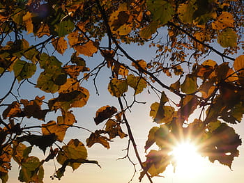 leaves, sun, sonnenstern, dazzling star, linde, back light, sunbeam, autumn, sunny, colorful, fall color