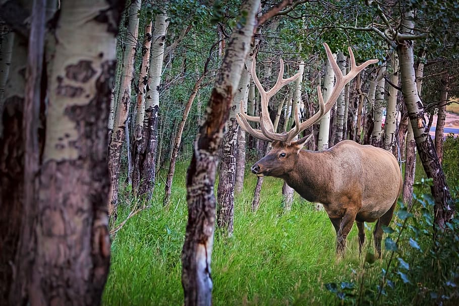 brown, deed, woods, elk, forest, nature, wildlife, animal, wild, antlers, stag
