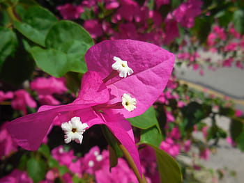 Bougainville, Cyprus, Plant, Bush, pibk, flowers, nature, flower, summer, outdoors, purple