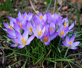 fialové květy, krokusy, velikonoční, jaro, květiny, krokus, květ žárovky, jarní květiny, nachový, jarní rostliny, jarní cibulky