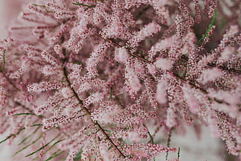 pohon mekar, awal, musim semi, Pohon, mekar, awal Musim Semi, bunga, latar belakang, alam, pink, tanaman