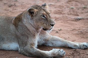 brown, lioness, lying, soil, lion, animal, zoo, forest, wildlife, land, lion - Feline