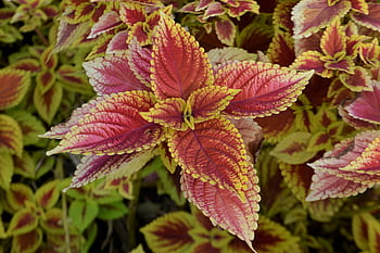 coleus φυτό, λουλούδι, παρτέρι, πολύχρωμα, κίτρινος, το κόκκινο, ροζ, βοτανικός, βοτανική, ανθίζω, coleus
