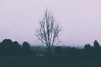 strom, centrum, pole, holý, tráva, fotografie, Příroda, krajina, stromy, les, temný