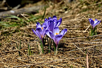 violet, fleurs, jour, tatry, vallée de Kościeliska, hiver, printemps, tourisme, tatras occidentales, paysage, la nature