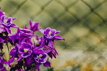 Aquilegia vulgaris, bunga, ungu, European Columbine, violet, Flora, mekar, botani, kelopak, bersifat merpati, alam