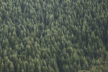 aerial, view photography, green, pine trees, trees, forest, woods, nature, backgrounds, full frame, abstract