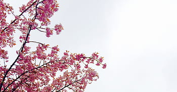 nature, plants, trees, pink, cherry, blossoms, japan, sky