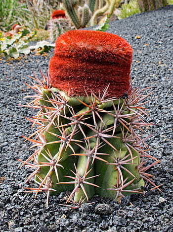 jardin de kaktus, kaktus, lanzarote, Španělsko, africké atrakce, guatiza, láva, Skála, Příroda, rostlina, cactaceae