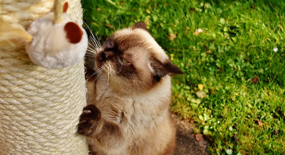 british shorthair, cat, kratzbaum, play, pet, mieze, british, short hair, animal world, adidas, domestic cat
