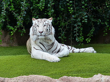 putih, hitam, harimau, berbaring, hijau, rumput, siang hari, harimau hitam, rumput hijau, harimau bengal putih, istirahat