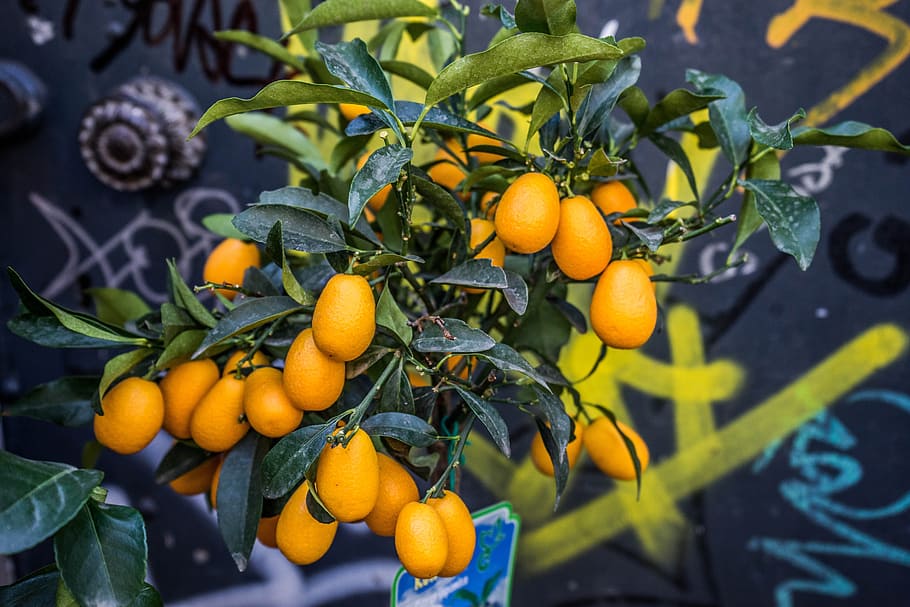 fotografie kumquat strom, graffiti, pouliční umění, barcelona, Španělsko, pomeranče, ovoce, venkovní, zblízka, zelená, čerstvý