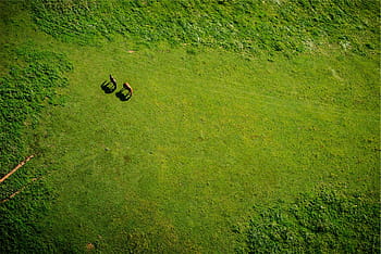 aerial, view, grass field, two, brown, animals, daytime, green, grass, horses, green color