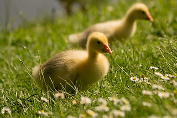 two, yellow, ducklings, standing, green, grass, chicks, ducks, birds, animals, gosling