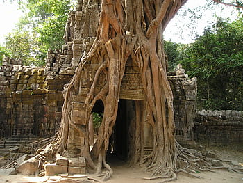 hnědý, strom, vedle, Šedá, cihlová zeď, angkor, jíst, Kambodža, zarostlý, džungle, chrám
