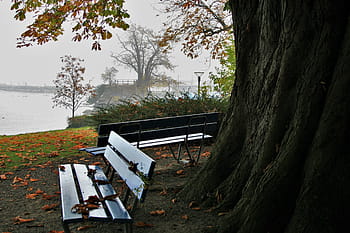 strom, u soudu v, nikdo, Příroda, list, den, jezero, panoramatický, prostředí, podzim, krajina