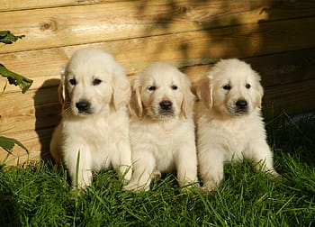 three, short-coated, white, puppies, grass field, golden retriever, cute, animal, dog, domestic animal, pets