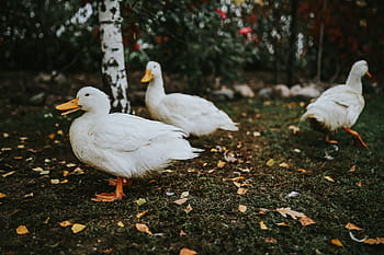 アヒル、 草、 白、 鳥、 葉、 動物、 農場、 自然、 ガチョウ、 農業、 家禽
