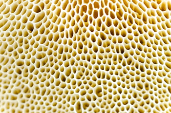 macro, mushroom, natural, fungi, fungus, nature, closeup, food, fresh, raw, healthy
