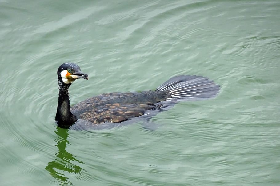 velký kormorán, phalacrocorax carbo, velký černý kormorán, černý kormorán, černý shag, aves, pták, voda, suliformes, phalacrocoracidae, aji jezero