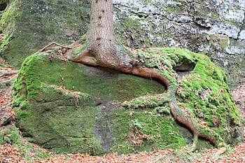tre, rot, grodd, natur, trær, trerot, gammelt tre, misdannede, bark, Logg, mose