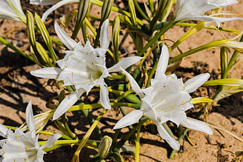 pancratium maritimum, lily, flower, sand, plant, flora, nature, cyprus