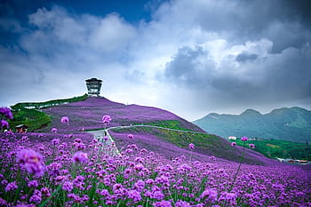 สีม่วง, ทุ่งดอกไม้, สีเทา, ขาว, มีเมฆมาก, ท้องฟ้า, ตอนกลางวัน, ประเทศจีน, กุ้ยโจว, tongzi, กุ้ยโจวเหนือ