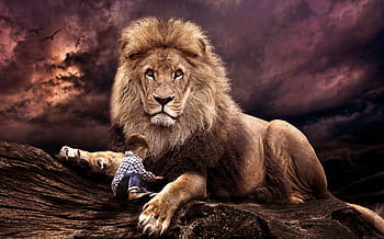 bambino e leone, mammifero, natura, Leone, gatto, animale, selvaggio, predatore, capo, re, safari