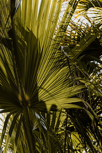 botani, taman, jardin nyata, musim semi, alam, Eropa, perjalanan, Nyata, Jardin, Botanico, Madrid
