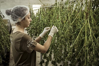 konopí, chanvre, hanf, marihuana, ganja, cbd, superfood, kanabidiol, olej