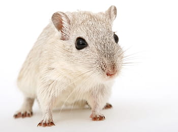 white mouse, animal, attractive, beautiful, brown, close, closeup, close-up, creature, critter, cuddly