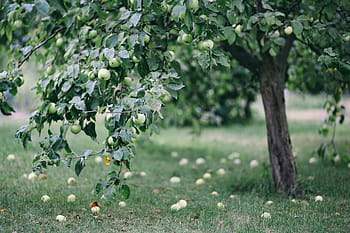 frutas, legumes, jardim, flores, no jardim, flora, flor, florescendo, floral, folha, folhas