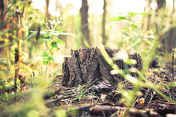 tunggul di hutan, Tunggul, Hutan, hijau, alam, pohon, tanaman, di luar rumah, Warna hijau, tidak ada Orang, daun