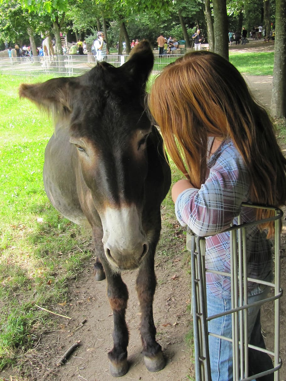 poitouesel, sanfrancisco, poitouesel, sanfrancisco, domestic animals, trustful, animal themes, long hair, one animal, livestock, one girl only